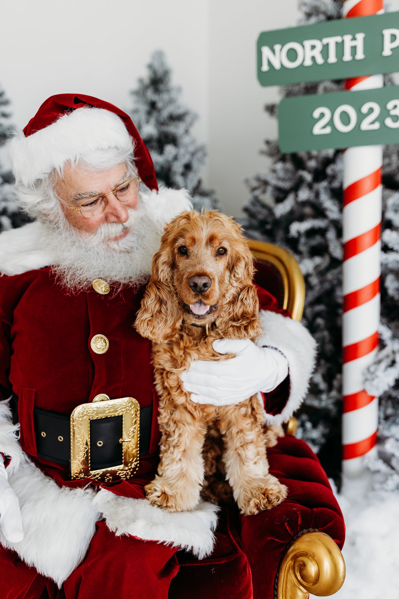 SANTA_PET-3.jpg